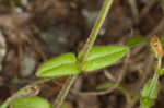 Fivestamen chickweed